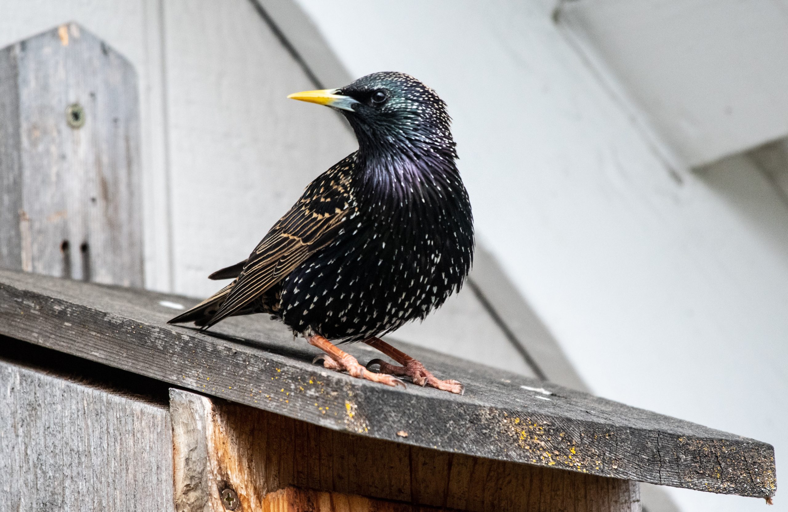 Starling Bank Flies with $77.5 Million in New Funding