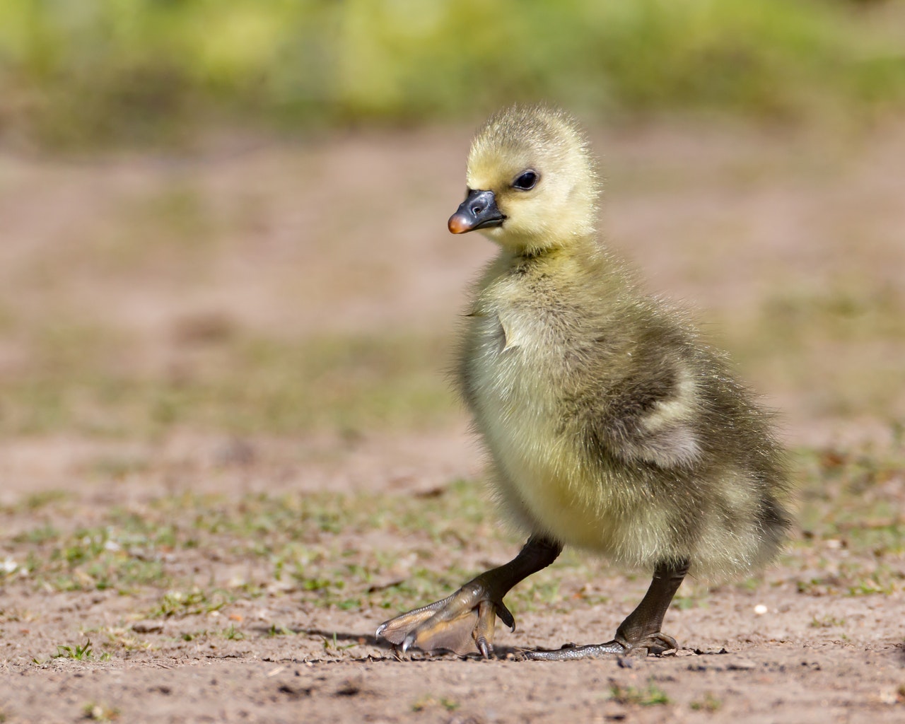 Youth Investing App EarlyBird Raises $4 Million in New Funding