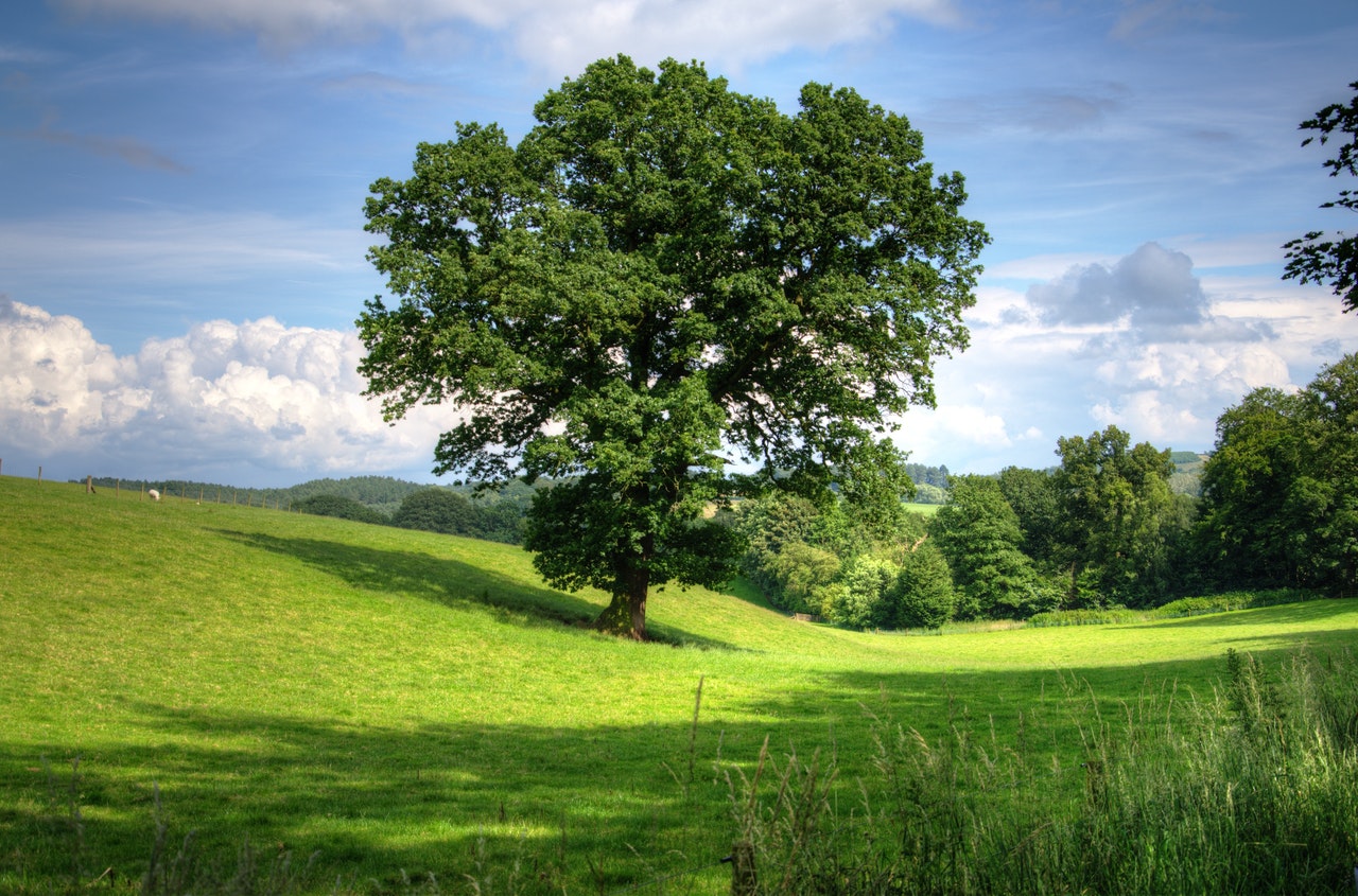 BMO Harris Bank Cardholders Support Reforestation; Rabobank Offers Carbon Insights