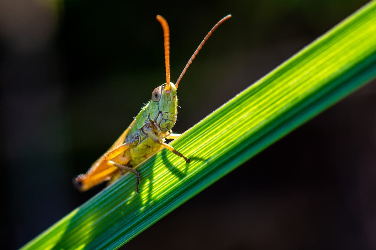 Grasshopper Bank Partners with Financial Crime Assurance and Testing Specialist Cable