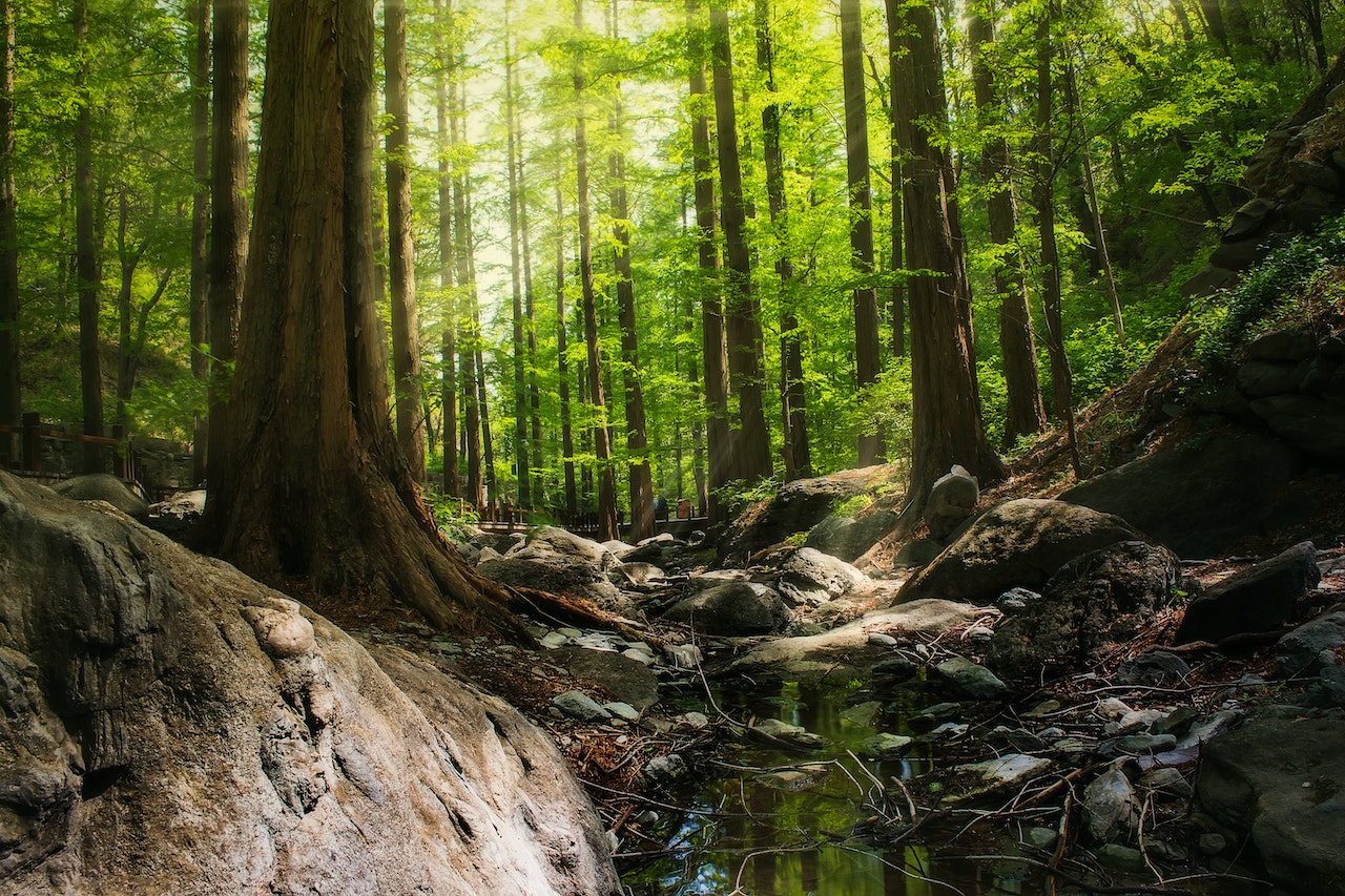 Payments-as-a-Service Platform Rainforest Raises $11.75 Million in Seed Funding